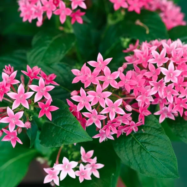 Pentas Plant Pink - image 4