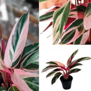 calathea stromanthe Plant