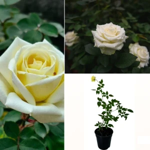 Classic Rose Yellow Plant