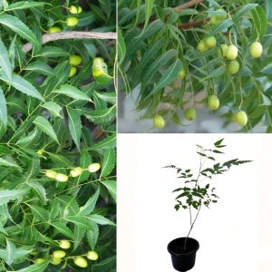 Kohomba/Neem Plant