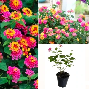 Lantana Pink Plant