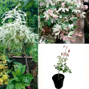 Madras Thorn Plant