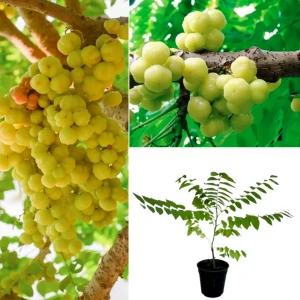 Nelli/Star Gooseberry Plant