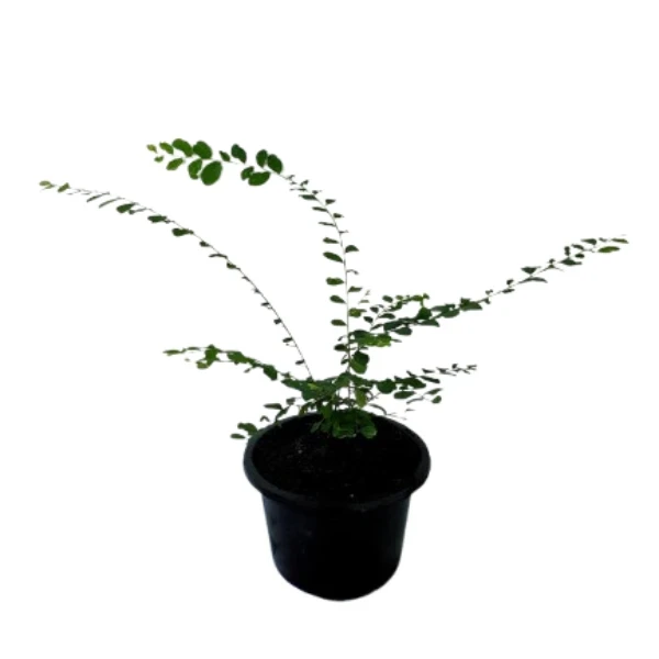 Vietnam Leaf Plant - image 5