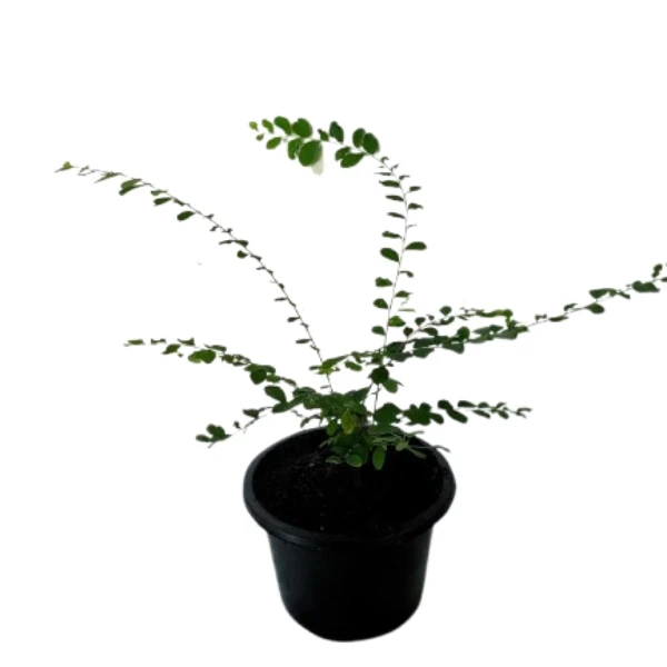 Vietnam Leaf Plant - image 4