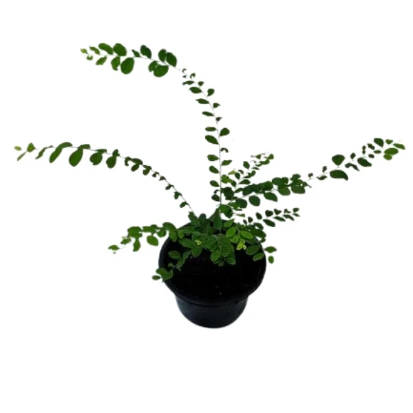 Vietnam Leaf Plant - image 2