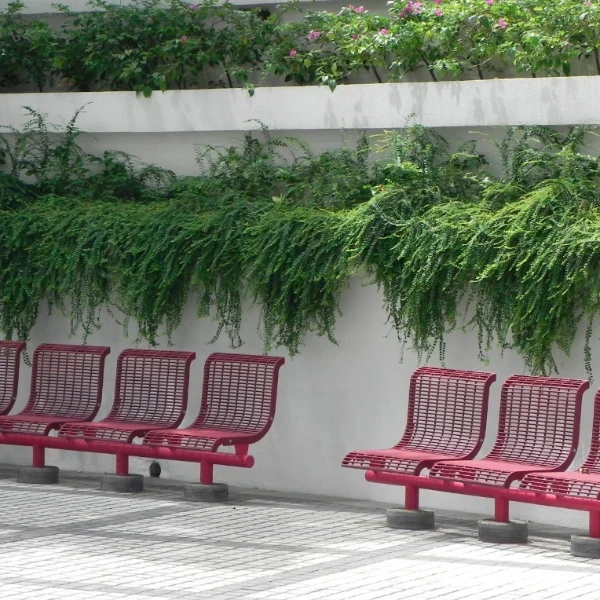 Vietnam Leaf Plant - image 6