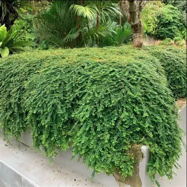 Vietnam Leaf Plant - image 3