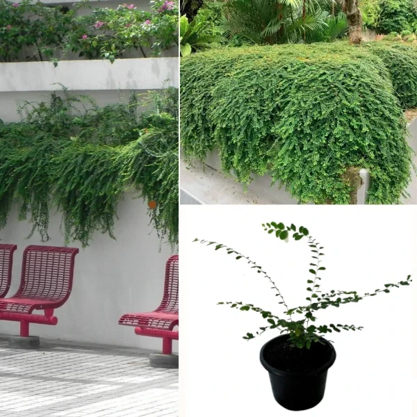 Vietnam Leaf Plant